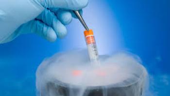 Donmuş embryo transeferinin başarası taze embryo transferinden daha mı az ?